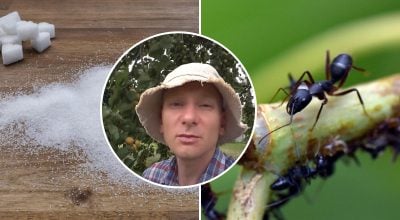 A hangyák egy hét alatt eltűnnek: a legjobb módja a rovarok megszüntetésének a zöldségeskertben post thumbnail image