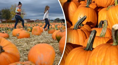 Egy perc kérdése: hogyan lehet tudni, hogy a sütőtök érett-e, és egész télen eláll-e a sütőtök post thumbnail image