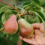 Hogyan kell helyesen megmetszeni a körtefát, hogy hatalmas termést kapjunk: kertészek tippjei Hogyan kell helyesen megmetszeni a körtefát, hogy hatalmas termést kapjunk: